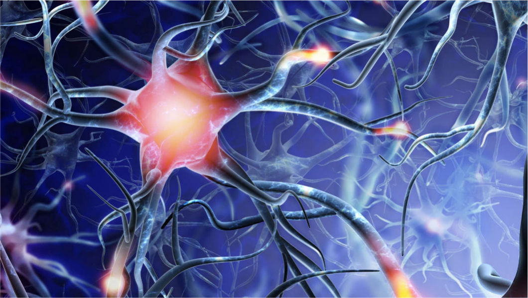 Сеть нейронов кишечника или второй мозг в организме человека